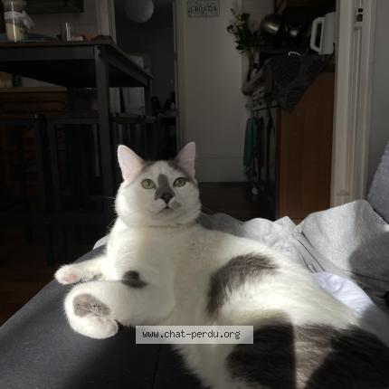 Photo 1/1 Willow Chat lost in Chaumont