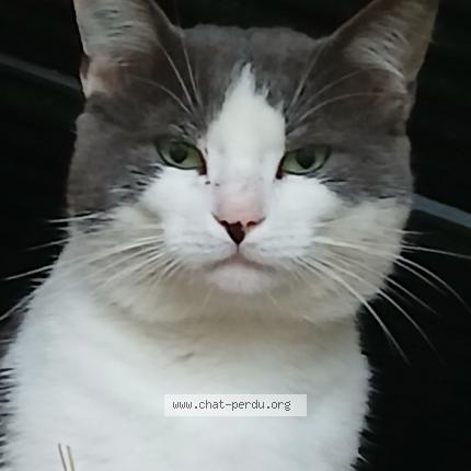 Photo 1/2 Found cat Found in Brou