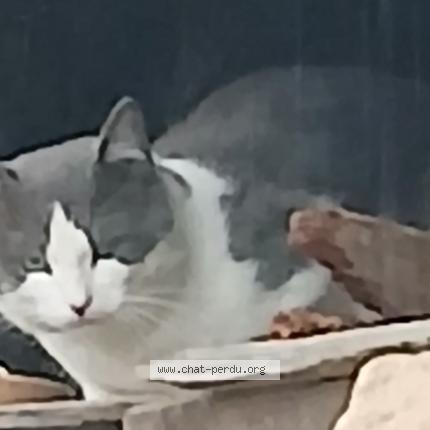 Photo 2/2 Found cat Found in Brou