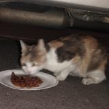 Picture of cat found at Stains