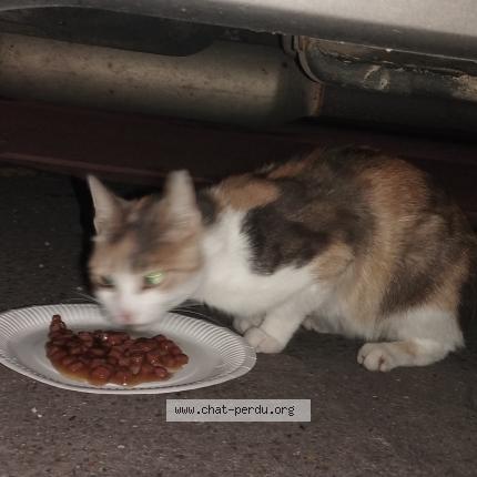 Photo 1/1 Found cat Found in Stains