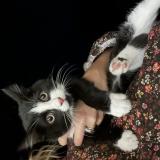 Picture of cat found at Capinghem