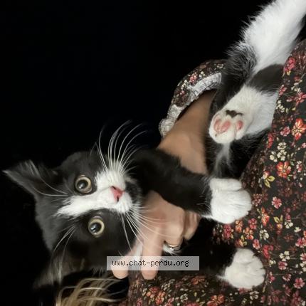 Photo 1/1 Found cat Found in Capinghem