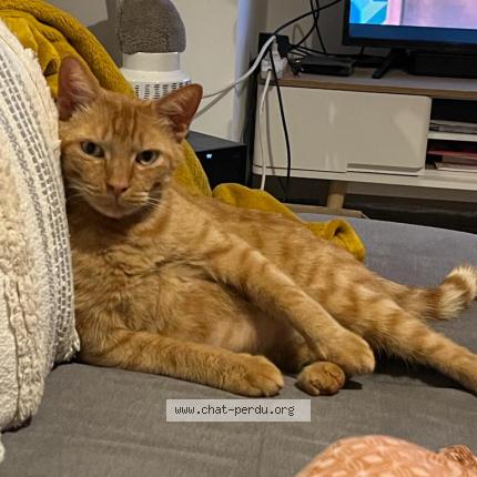 Photo 1/1 Nunchaku Chat lost in Rouillac