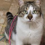 Picture of cat lost at Servian