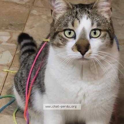 Photo 1/1 Pika Servian Chat lost in Servian