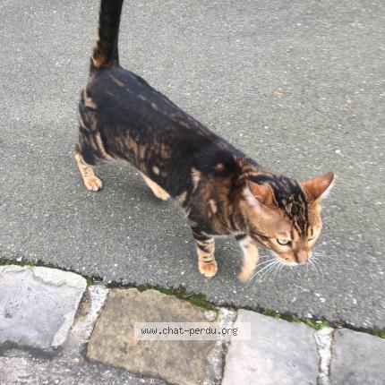 Photo 1/1 Baghera Chat lost in Marly le roi