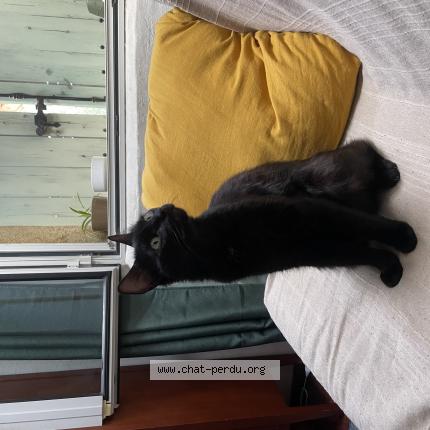 Photo 1/1 Mimouche Chat lost in Montpellier