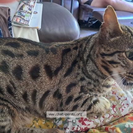 Photo 1/1 Cat reunited Lost in Eaubonne