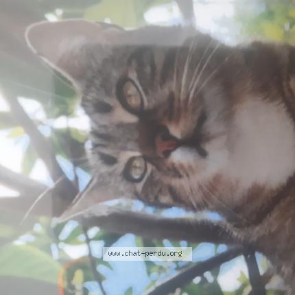 Photo 1/1 L&eacute;o Chat lost in Bondy