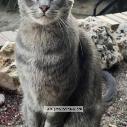 Photo 1/1 Rafael Chat lost in Majadahonda