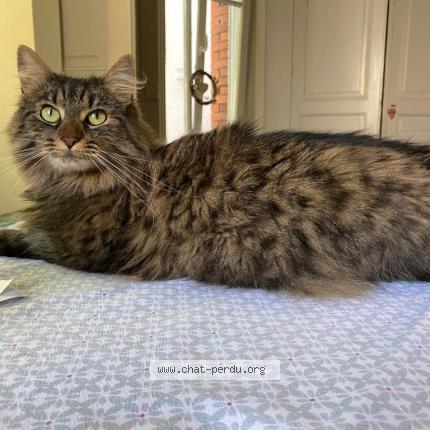 Photo 1/1 Pumba Chat lost in Mulhouse