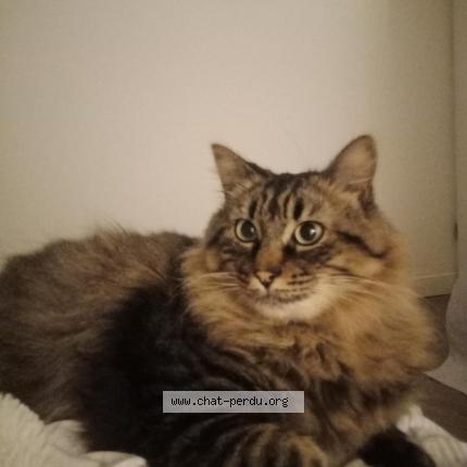 Photo 1/1 Link Chat lost in Bruges