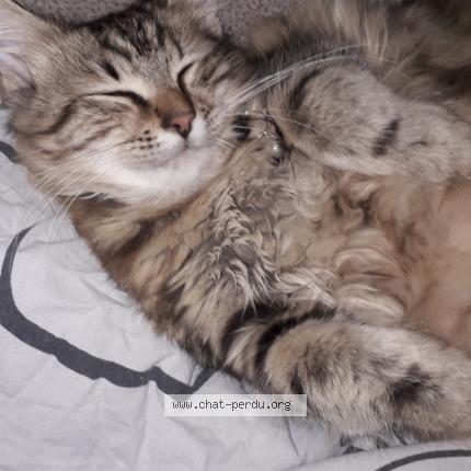 Photo 1/1 Pantouff Chat lost in Quievrain