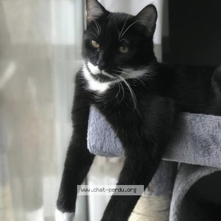 Photo 1/1 Snow Chat lost in Chateauneuf les martigues