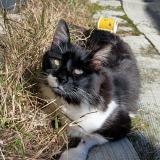 Photo of a cat found in Chiguayante