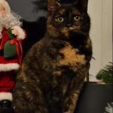 Picture of cat lost at Provin