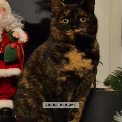 Photo 1/1 Pentecôte Chat lost in Provin