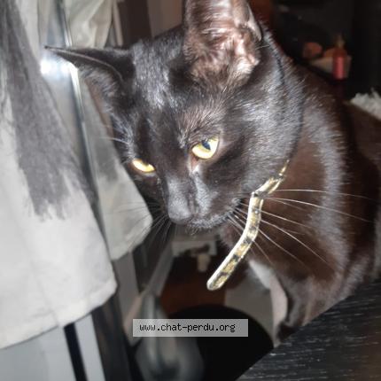 Photo 1/1 Zorba Chat lost in Triel sur seine