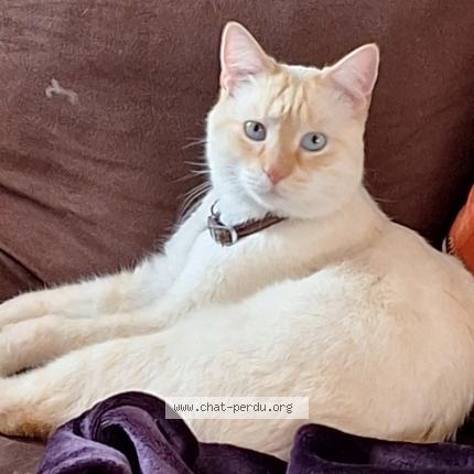 Photo 1/1 Cat reunited Lost in Castres