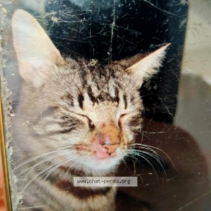 Photo 1/1 Babycats Chat lost in Saint martin du var