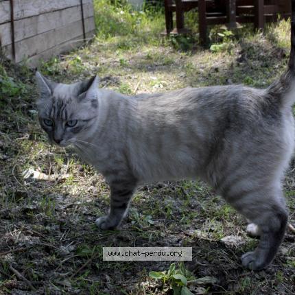 Foto 1/1 Kat teruggevonden Vermist in Anderelcht