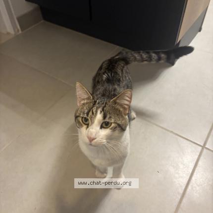 Photo 1/4 Fripouille Chat lost in Villepinte