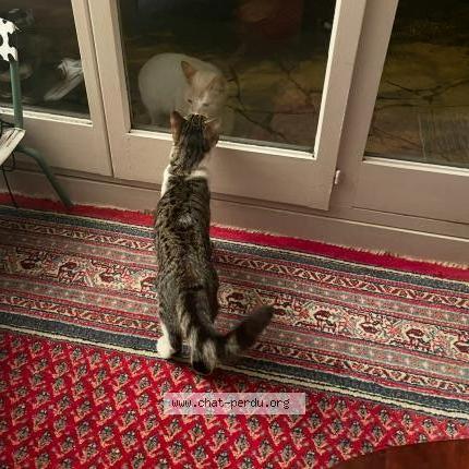 Photo 2/4 Fripouille Chat lost in Villepinte