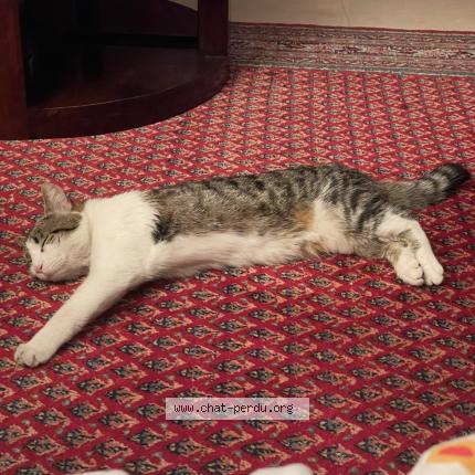 Photo 3/4 Fripouille Chat lost in Villepinte