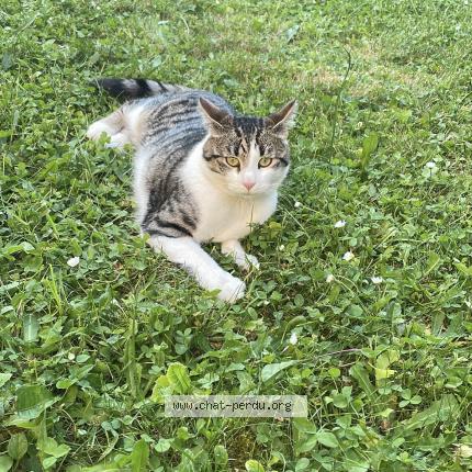 Photo 4/4 Fripouille Chat lost in Villepinte