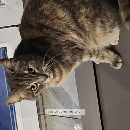 Photo 1/1 Millie Chat lost in Le blanc mesnil