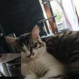 Picture of cat lost at Sarre Union