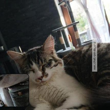 Photo 1/2 Yamcha Chat lost in Sarre union