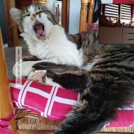 Photo 2/2 Yamcha Chat lost in Sarre union