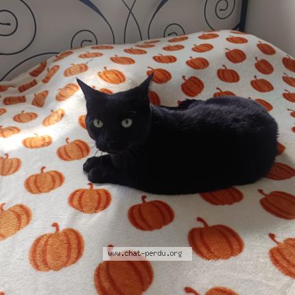 Photo 1/1 Jack Chat lost in Saint berthevin