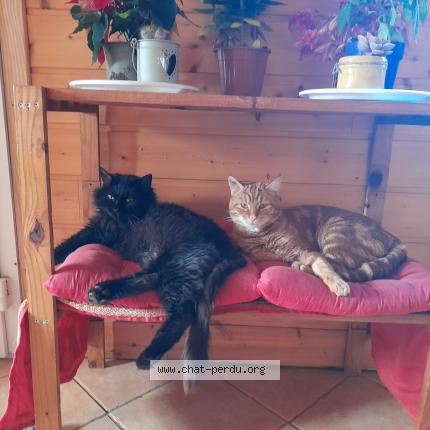 Photo 1/1 Michto Chat lost in Oncourt