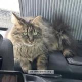 Picture of cat lost at Stenay