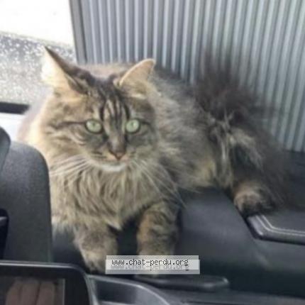 Photo 1/1 Ruby Chat lost in Stenay