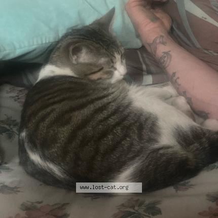 Photo 1/1 Skitz Chat lost in Anchor point