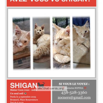 Photo 1/1 Cat reunited Lost in Brossard