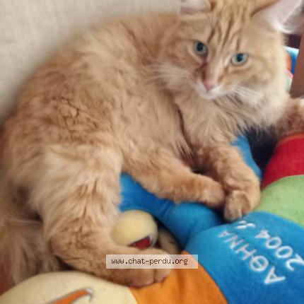 Photo 1/1 Ulysse Chat lost in Marmande