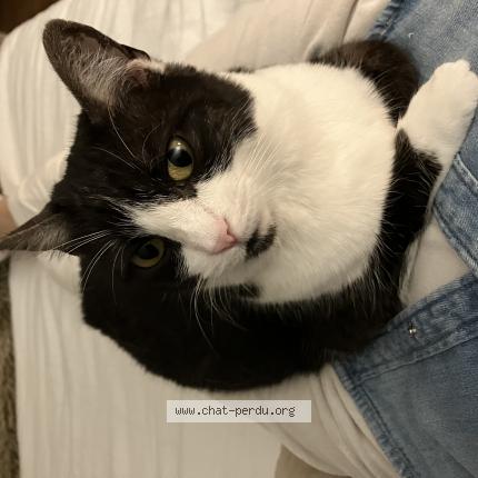 Photo 1/1 Gutie Chat lost in Plaisance