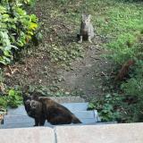 Picture of cat found at Aulnay Sous Bois