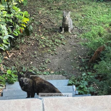 Photo 1/1 Found cat Found in Aulnay sous bois