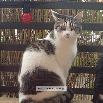 Photo 1/1 Agathe Zaegel Chat lost in Nantes