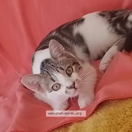 Photo 1/1 Sushi Chat lost in Plescop