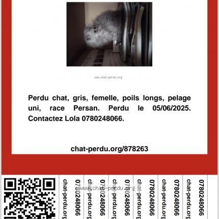 Photo 1/1 Lola Chat lost in Pineuilh