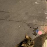 Picture of cat found at Toulouse