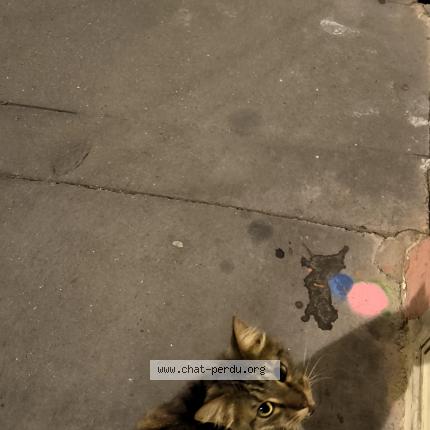 Photo 1/1 Found cat Found in Toulouse