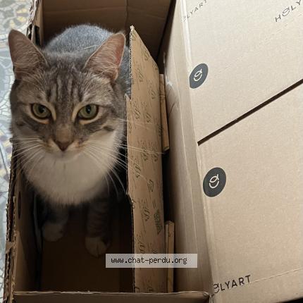 Foto 1/1 Kat teruggevonden Vermist in Boussu Lez Walcourt